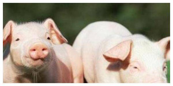 鼠猪的姻缘怎么样:鼠猪的姻缘怎么样?命运齿轮的咬合与温情相伴