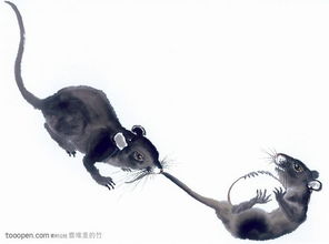 属鼠的今年多少岁：属鼠人2023年龄解析，从童稚到暮年，鼠年运势全指南