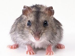 属鼠人的姻缘如何化解:属鼠人的姻缘如何化解?传统命理与现代建议相结合