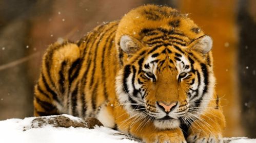 上山虎和下山虎出生时辰:上山虎与下山虎,时辰密码中的生命哲学