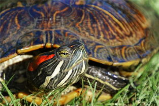 做梦梦到乌龟特别大:解密梦境,为什么梦到特别大的乌龟?