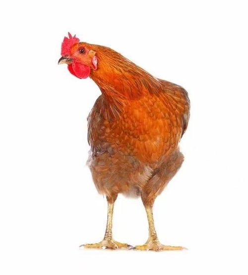 属鸡的几月出生最好命:属鸡人命格解析,农历哪个月份出生最享天选之福? 属鸡的几月出生最好命:属鸡人命格解析,农历哪个月份出生最享天选之福?