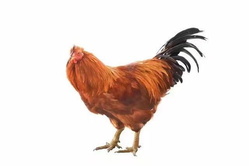 属鸡的几月出生最好命:属鸡人命格解析,农历哪个月份出生最享天选之福? 属鸡的几月出生最好命:属鸡人命格解析,农历哪个月份出生最享天选之福?