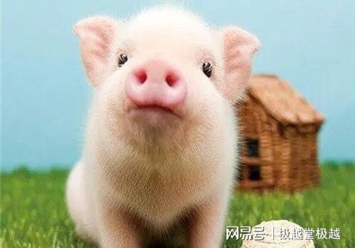 属猪人最佳婚配属相：属猪人最佳婚配属相，哪些生肖是天生绝配？揭秘幸福婚姻密码