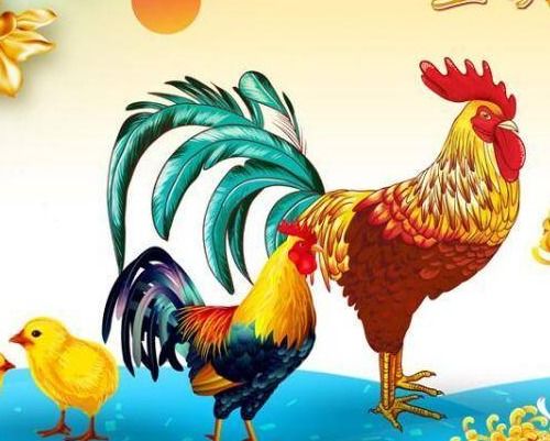 属鸡人的性格特点：属鸡人的性格密码，优雅与坚韧交织的生命图景