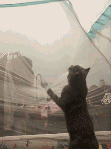 梦见被猫抓伤什么意思:被猫抓伤的梦,解密潜意识的警示信号