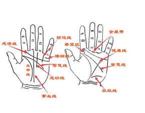 姻缘线下垂的手相图解：姻缘线下垂的手相图解，解读你的感情运势