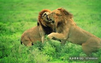 孕妇梦见狮子追着自己跑:孕妇梦见狮子追着自己跑,解密梦境背后的象征与启示 孕妇梦见狮子追着自己跑:孕妇梦见狮子追着自己跑,解密梦境背后的象征与启示