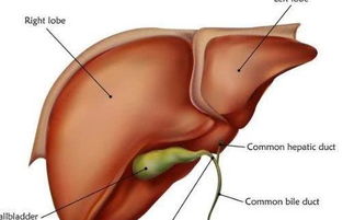 胆囊切除后最多活十年:胆囊切除后最多活十年?科学解读胆囊切除术后的生存期误区