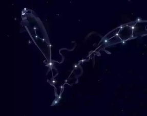 十二星座谁最笨:十二星座谁最笨?占星师揭秘水象星座的天然呆属性 十二星座谁最笨:十二星座谁最笨?占星师揭秘水象星座的天然呆属性