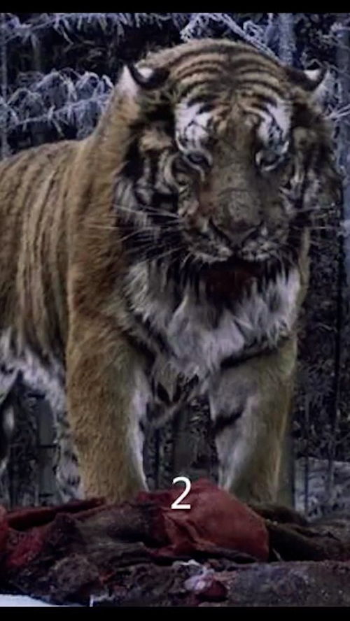 男孩阳刚硬气的名字属虎：虎啸山林，为属虎男孩挑选阳刚硬气名字的三大黄金法则