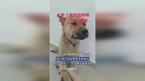 梦狗追咬自己什么预兆：梦里被狗追咬，这些预兆你懂了吗？