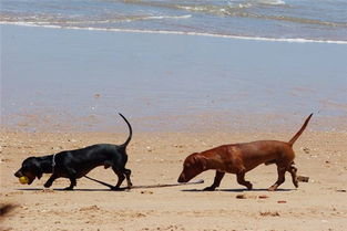 梦狗追咬自己什么预兆：梦里被狗追咬，这些预兆你懂了吗？