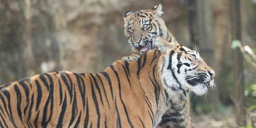 女人梦见老虎是什么预兆：女人梦见老虎的象征意义，传统解梦与现代心理学的双重解读