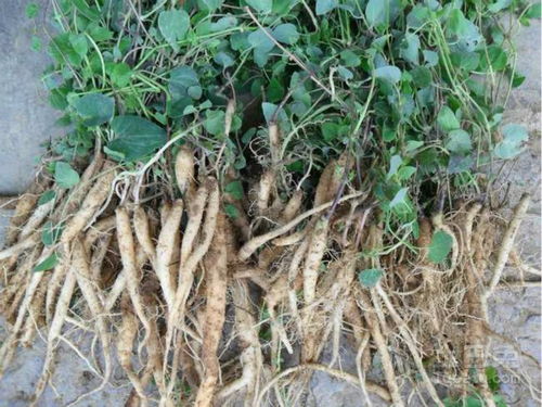 党参图片:党参图片,认识与应用