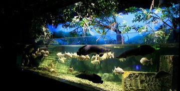 大溪水和大海水的姻缘：大溪水与大海水的浪漫传说