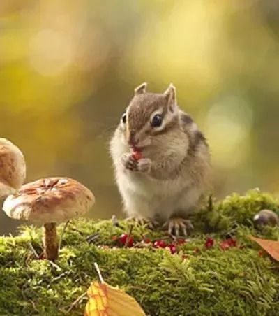 1946年属什么生肖属相:1946年出生属鼠?揭秘你的生肖密码与命运解读 1946年属什么生肖属相:1946年出生属鼠?揭秘你的生肖密码与命运解读