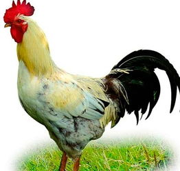 1981属鸡2023最危险的一个月:1981属鸡2023年最危险月份警示,惊蛰前后需警惕三大危机 1981属鸡2023最危险的一个月:1981属鸡2023年最危险月份警示,惊蛰前后需警惕三大危机