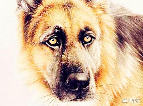 属狗的6合贵人：属狗人6合贵人解析，揭秘你的贵人运与人生机遇的三大关键