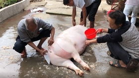 女人梦见杀猪是什么预兆:女人梦见杀猪,传统解梦与生活启示