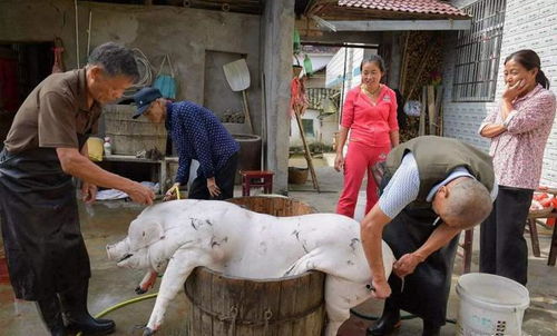 梦见杀猪卖肉是什么意思:梦见杀猪卖肉是什么意思? 梦见杀猪卖肉是什么意思:梦见杀猪卖肉是什么意思?