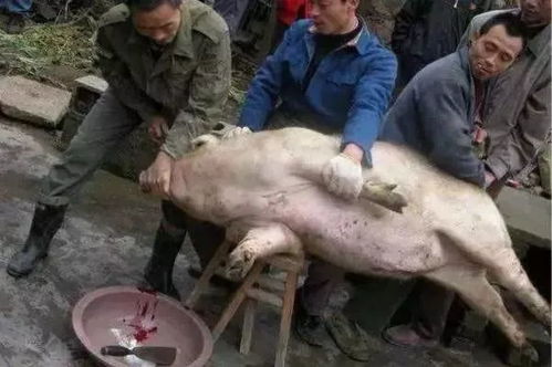 梦见杀猪卖肉是什么意思:梦见杀猪卖肉是什么意思?