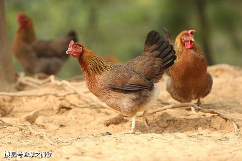 1981属鸡几月命苦：1981属鸡者命运解析，农历哪些月份需警惕运势下滑？