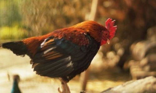 1981属鸡几月命苦：1981属鸡者命运解析，农历哪些月份需警惕运势下滑？