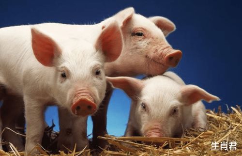 90马和95猪女姻缘:90马和95猪女,命运红线下的姻缘密码