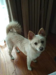 梦见狼狗向自己扑来:解密梦境,梦见狼狗向自己扑来,背后隐藏的潜意识密码