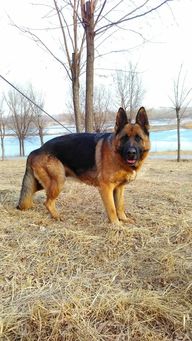 梦见狼狗向自己扑来:解密梦境,梦见狼狗向自己扑来,背后隐藏的潜意识密码 梦见狼狗向自己扑来:解密梦境,梦见狼狗向自己扑来,背后隐藏的潜意识密码