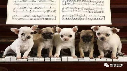 狗在梦里代表什么仙家:狗在梦中代表什么,探索与仙家的神秘联系