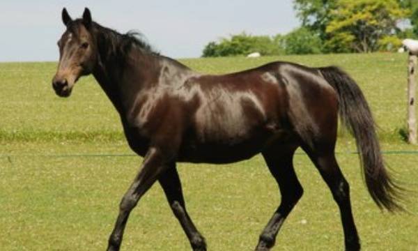 最旺马的三个生肖：2023年最旺马的三大生肖，事业爱情双丰收的幸运儿