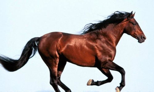 最旺马的三个生肖:2023年最旺马的三大生肖,事业爱情双丰收的幸运儿 最旺马的三个生肖:2023年最旺马的三大生肖,事业爱情双丰收的幸运儿