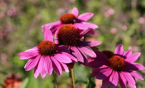 招姻缘的花草有哪些名字：桃花运爆棚！这些名字自带姻缘属性的花草，你认识几个？