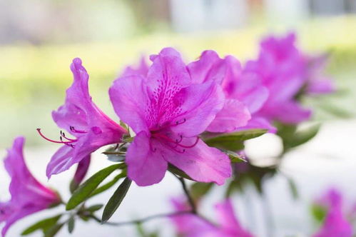 招姻缘的花草有哪些名字：桃花运爆棚！这些名字自带姻缘属性的花草，你认识几个？