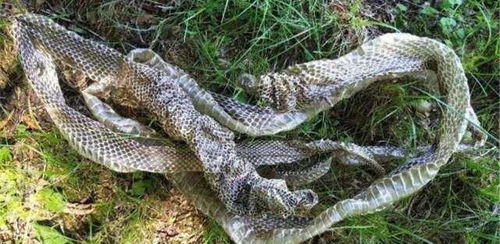 梦见蛇吞人是什么预兆：梦见蛇吞人，神秘梦境背后的预兆与启示