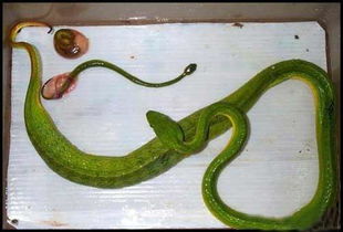 梦见大蛇吃小蛇是什么预兆:梦见大蛇吃小蛇,潜意识中的警示与启示 梦见大蛇吃小蛇是什么预兆:梦见大蛇吃小蛇,潜意识中的警示与启示