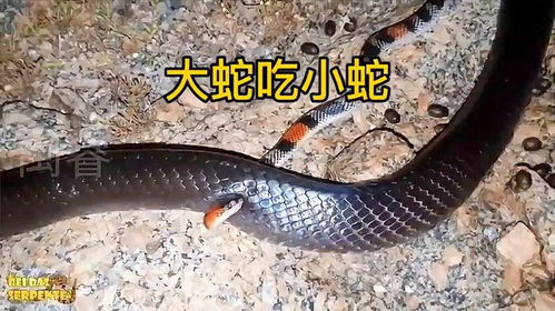 梦见大蛇吃小蛇是什么预兆:梦见大蛇吃小蛇,潜意识中的警示与启示 梦见大蛇吃小蛇是什么预兆:梦见大蛇吃小蛇,潜意识中的警示与启示