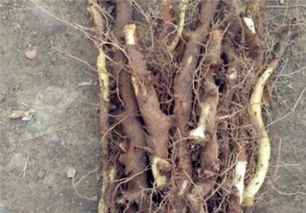 白竹药材多少钱一斤:白竹药材价格指南,一斤多少钱?影响价格的因素解析 白竹药材多少钱一斤:白竹药材价格指南,一斤多少钱?影响价格的因素解析