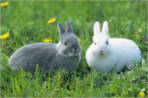 2022年属兔人两喜缠身：2022年属兔人福星高照，事业运与贵人运双喜临门，把握机遇迎春来