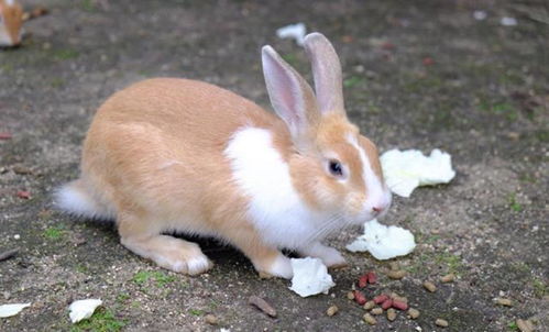 2022年属兔人两喜缠身：2022年属兔人福星高照，事业运与贵人运双喜临门，把握机遇迎春来