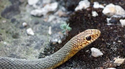 梦见黑蛇咬自己：梦中惊魂，黑蛇缠身背后的隐喻