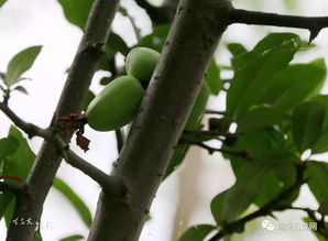 舒筋草:舒筋草,传统中医药中的舒筋活络良药 舒筋草:舒筋草,传统中医药中的舒筋活络良药