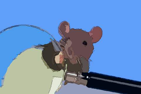 2022年属鼠人的全年运势：2022年属鼠人全年运势全解析，吉凶相伴，把握机遇方能逆势而上