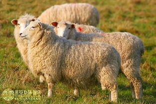 91年属羊的是什么命：91年属羊人命运解析，性格特质与人生机遇全解析