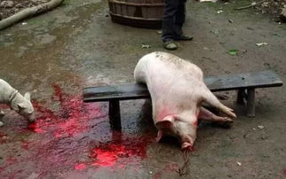 梦见杀猪好多血是什么征兆：梦见杀猪好多血是什么征兆？解梦与传统文化中的隐喻解析