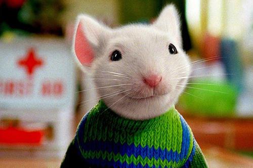 1984属鼠二婚会在哪一年：1984属鼠二婚年份预测，未来十年关键时间点解析（附命理依据）