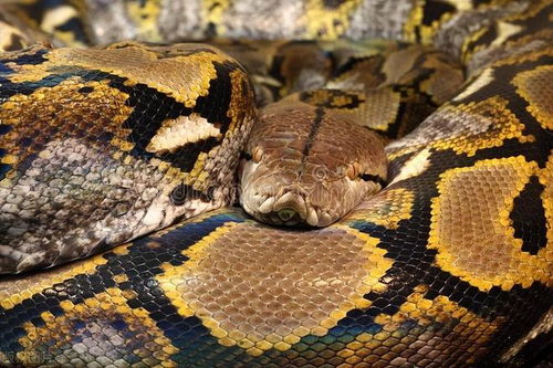 梦见吃蛇感觉很恶心:梦中食蛇,被压抑欲望的隐喻 梦见吃蛇感觉很恶心:梦中食蛇,被压抑欲望的隐喻