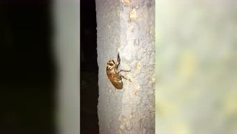 梦见知了猴是什么征兆:梦里遇见知了猴,民间传说中的神秘征兆 梦见知了猴是什么征兆:梦里遇见知了猴,民间传说中的神秘征兆